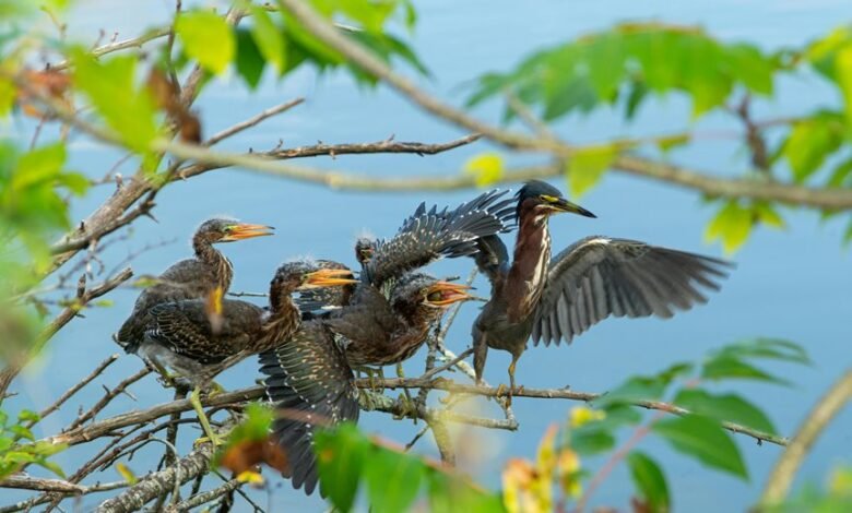 call answering behavior trends