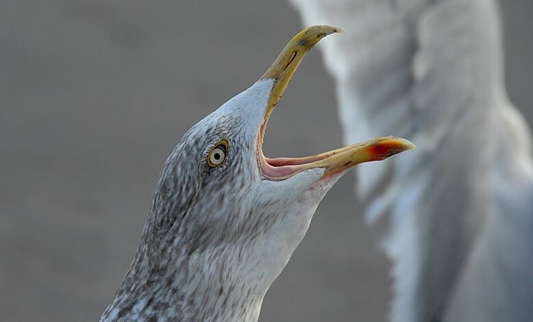 missed call impact analysis